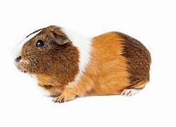 Guinea Pigs