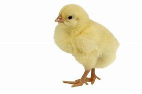 Poultry     Chicks/Quail