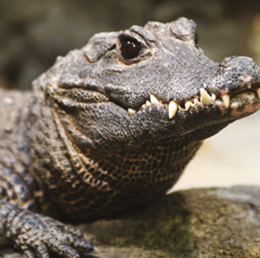 Cold Blooded Cafe Test