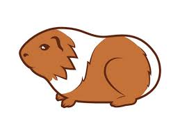 XXXL Guinea Pig 1ct