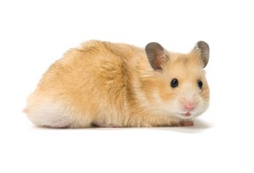 Medium Hamster 15ct