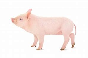 Pigs