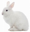 Rabbits